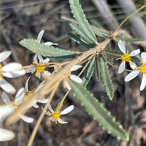 Olearia erubescens at Uriarra, NSW - 23 Nov 2024 09:06 AM