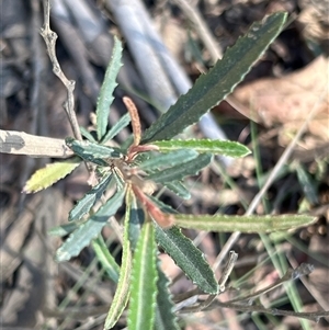 Olearia erubescens at Uriarra, NSW - 23 Nov 2024