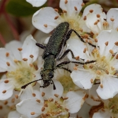 Eleale aspera (Clerid beetle) at Nicholls, ACT - 1 Nov 2024 by AlisonMilton