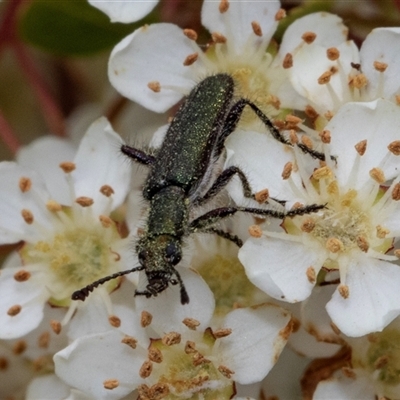 Eleale aspera (Clerid beetle) at Nicholls, ACT - 1 Nov 2024 by AlisonMilton