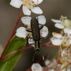 Eleale aspera at Nicholls, ACT - 1 Nov 2024