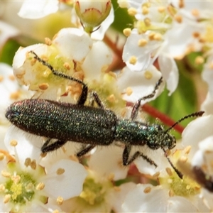 Eleale aspera at Nicholls, ACT - 1 Nov 2024