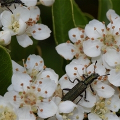 Eleale aspera at Nicholls, ACT - 1 Nov 2024