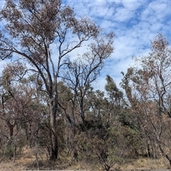 Eucalyptus blakelyi (Blakely's Red Gum) at Yarralumla, ACT - 23 Nov 2024 by HelenCross