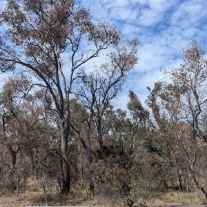 Eucalyptus blakelyi (Blakely's Red Gum) at Yarralumla, ACT by HelenCross