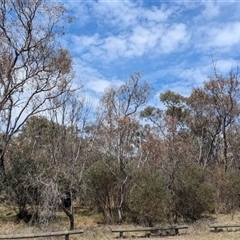 Eucalyptus blakelyi at Yarralumla, ACT - 24 Nov 2024