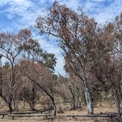 Eucalyptus blakelyi at Yarralumla, ACT - 24 Nov 2024