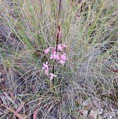 Dipodium roseum (Rosy Hyacinth Orchid) at Captains Flat, NSW - 24 Nov 2024 by IrishPete