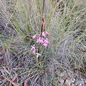 Dipodium roseum at Captains Flat, NSW - 24 Nov 2024