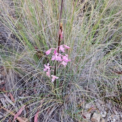 Dipodium roseum (Rosy Hyacinth Orchid) at Captains Flat, NSW - 24 Nov 2024 by IrishPete