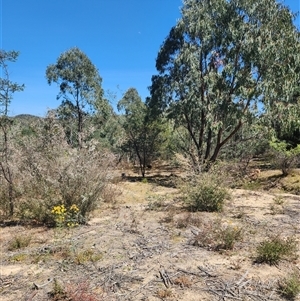 Sus scrofa (Pig (feral)) at Uriarra Village, ACT by rangerstacey