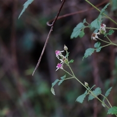 Rubus parvifolius (Native Raspberry) at Uriarra, NSW - 23 Nov 2024 by JimL