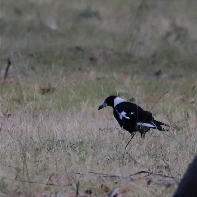 Gymnorhina tibicen (Australian Magpie) at Uriarra, NSW - 23 Nov 2024 by JimL