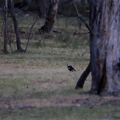 Gymnorhina tibicen at Uriarra, NSW - 23 Nov 2024 07:27 PM