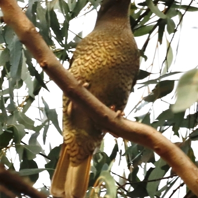 Ptilonorhynchus violaceus (Satin Bowerbird) at Uriarra, NSW - 23 Nov 2024 by JimL