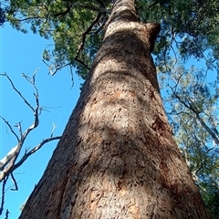 Corymbia intermedia at Pipeclay, NSW - 22 Nov 2024 by MVM