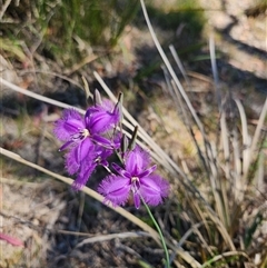 Thysanotus tuberosus subsp. tuberosus (Common Fringe-lily) at Kambah, ACT - 22 Nov 2024 by rangerstacey