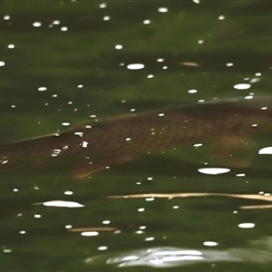 Cyprinus carpio at Brindabella, NSW - 23 Nov 2024