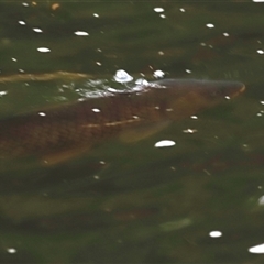 Cyprinus carpio at Brindabella, NSW - 23 Nov 2024 07:49 PM