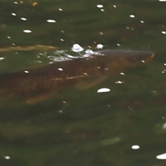 Cyprinus carpio at Brindabella, NSW - 23 Nov 2024