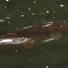 Cyprinus carpio at Brindabella, NSW - 23 Nov 2024 07:49 PM