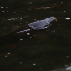 Cyprinus carpio at Brindabella, NSW - 23 Nov 2024 07:49 PM