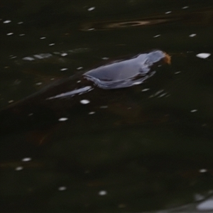 Cyprinus carpio at Brindabella, NSW - 23 Nov 2024