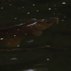 Cyprinus carpio at Brindabella, NSW - 23 Nov 2024 07:49 PM
