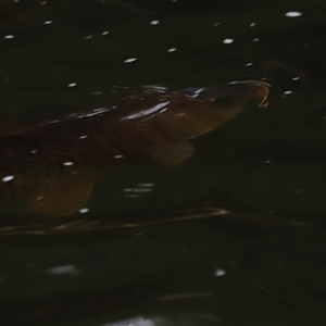 Cyprinus carpio at Brindabella, NSW - 23 Nov 2024 07:49 PM