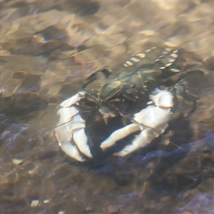 Euastacus armatus (Murray River Crayfish) at Uriarra, NSW by JimL