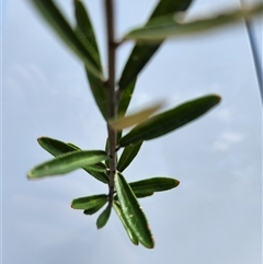 Astrotricha ledifolia (Common Star-hair) at Uriarra Village, ACT - 19 Nov 2024 by rangerstacey