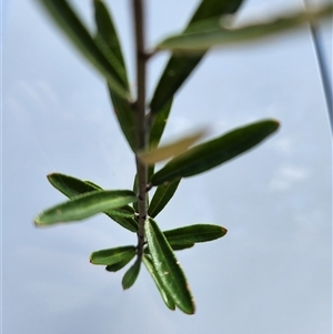 Astrotricha ledifolia at Uriarra Village, ACT - 19 Nov 2024 10:59 AM