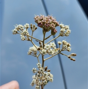 Astrotricha ledifolia at Uriarra Village, ACT - 19 Nov 2024 10:59 AM