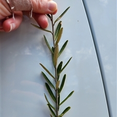 Astrotricha ledifolia at Uriarra Village, ACT - 19 Nov 2024 10:59 AM