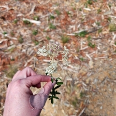 Astrotricha ledifolia at Uriarra Village, ACT - 19 Nov 2024 10:59 AM