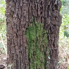 Allocasuarina torulosa by MVM