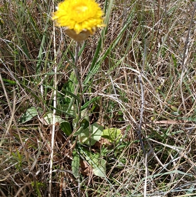 Podolepis jaceoides (Showy Copper-wire Daisy) at Dry Plain, NSW - 23 Nov 2024 by mahargiani