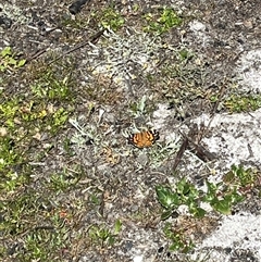 Vanessa kershawi (Australian Painted Lady) at Bingie, NSW - 23 Nov 2024 by ssflor