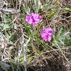 Swainsona sp. at Dry Plain, NSW - 22 Nov 2024 by mahargiani