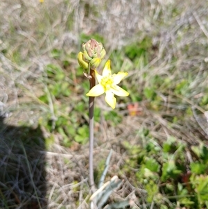 Bulbine bulbosa at Dry Plain, NSW - 23 Nov 2024 10:39 AM