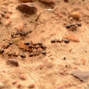 Monomorium sp. (genus) at Forde, ACT - 24 Nov 2024