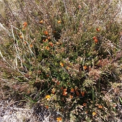 Mirbelia oxylobioides (Mountain Mirbelia) at Dry Plain, NSW - 22 Nov 2024 by mahargiani