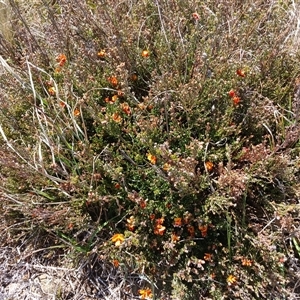 Mirbelia oxylobioides (Mountain Mirbelia) at Dry Plain, NSW by mahargiani