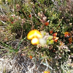 Mirbelia oxylobioides at Dry Plain, NSW - 23 Nov 2024 10:56 AM