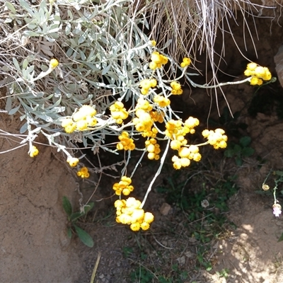 Chrysocephalum apiculatum (Common Everlasting) at Dry Plain, NSW - 23 Nov 2024 by mahargiani