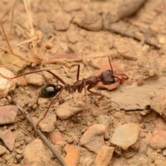 Myrmecia simillima (A Bull Ant) at Forde, ACT - 24 Nov 2024 by NateKingsford