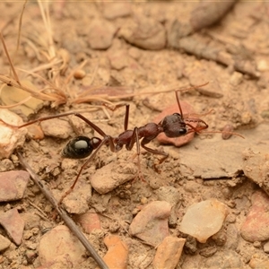 Myrmecia simillima at Forde, ACT - 24 Nov 2024 07:12 AM