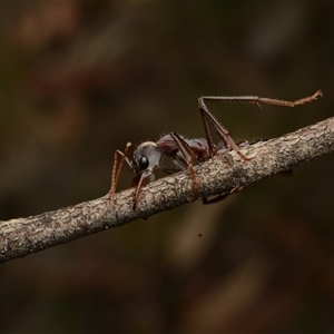 Myrmecia simillima at Forde, ACT - 24 Nov 2024 07:12 AM