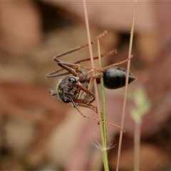 Myrmecia simillima at Forde, ACT - 24 Nov 2024 07:12 AM