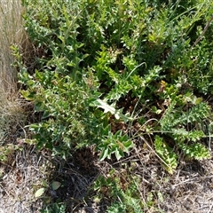 Carduus nutans (Nodding Thistle) at Dry Plain, NSW - 22 Nov 2024 by mahargiani